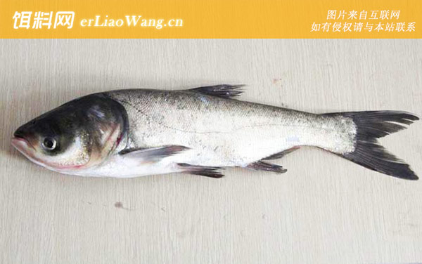 海竿钓鲢鳙一般钓多深-钓组搭配