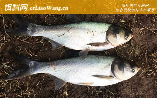 钓鲢鳙:漂相大全