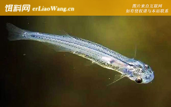 寄生鲶:寄生鲶