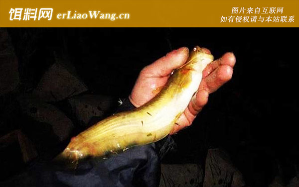 土鲶鱼:生活习性