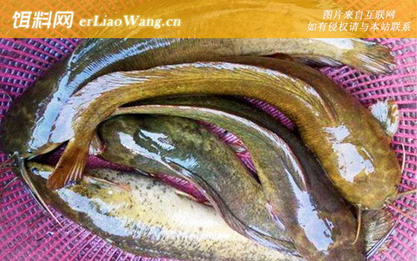 胡子鲶:生活习性