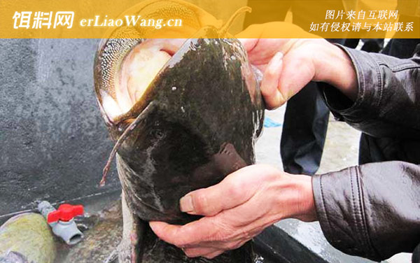 大口鲶鱼:营养价值