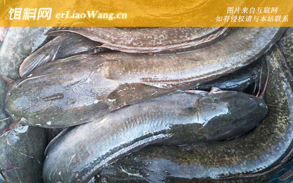革胡子鲶鱼:分布范围