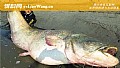 湄公河巨型鲶鱼是什么鱼？