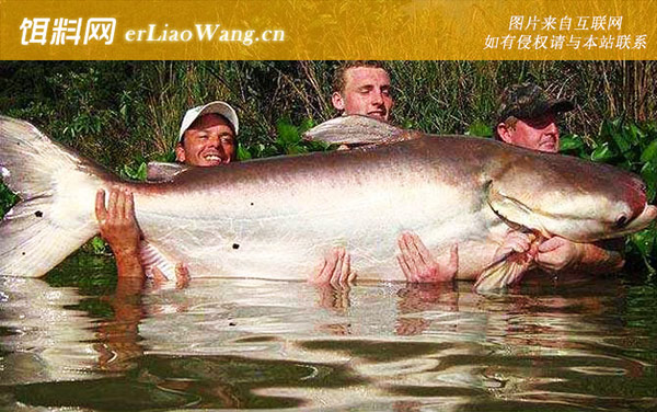 湄公河巨型鲶鱼:分布范围