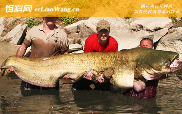 湄公河巨型鲶鱼:生活习性