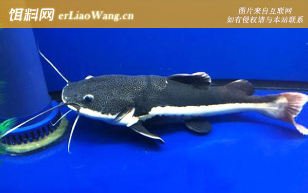 红尾鲶:分布范围