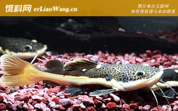 红尾鲶:生活习性