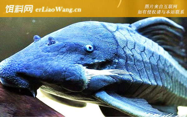 食木甲鲶鱼:分布范围