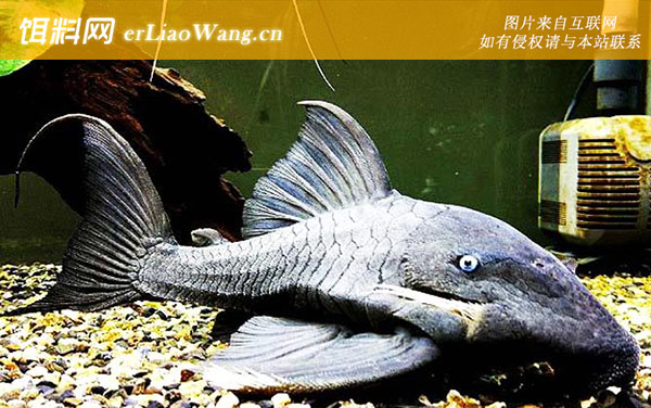 食木甲鲶鱼:生活习性