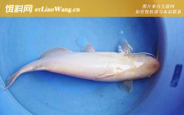 白化鲶鱼:生活习性