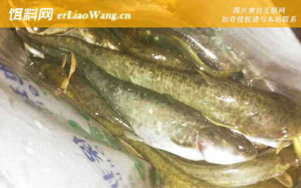鲶鱼为什么不能吃-科学论述