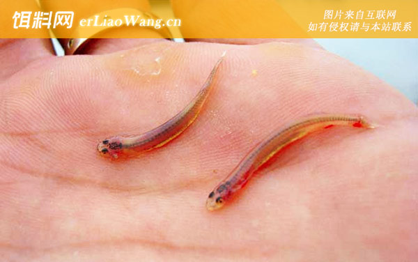 寄生鲶:生活习性