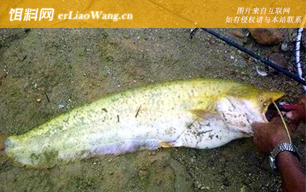 鲶鱼:钓法技巧