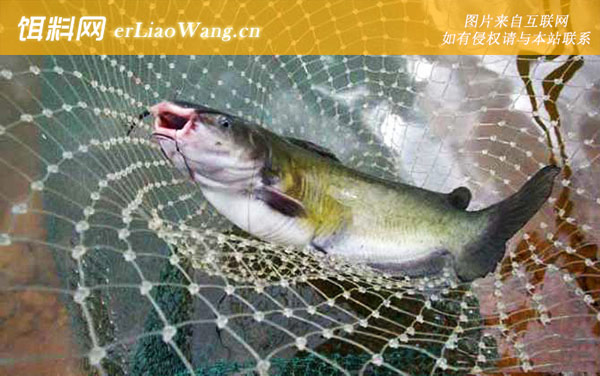 鲶鱼:常用钓法