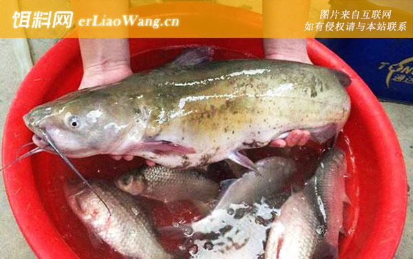 鲶鱼:注意事项
