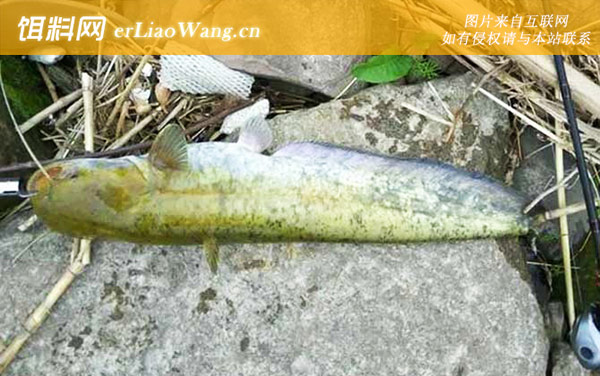 钓鲶鱼:常用饵料