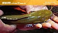胡子鲶鱼用什么鱼饵最好钓?