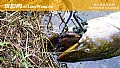 野钓鲶鱼用什么饵料最好？