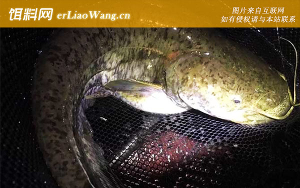 钓鲶鱼最佳时间是什么时候-天气论述