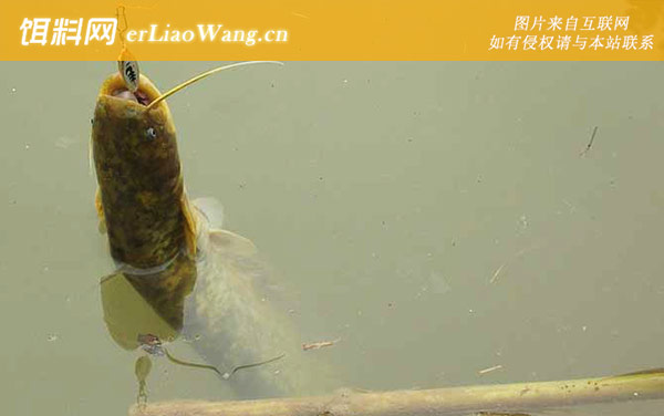 钓鲶鱼:效果论述