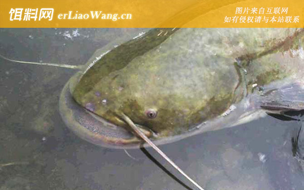 钓鲶鱼:常见钓法