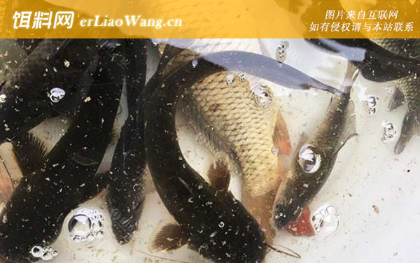 野钓鲶鱼:窝料选用