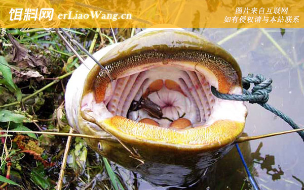 野钓鲶鱼:饵料选择