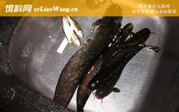 钓鲶鱼:经典方法