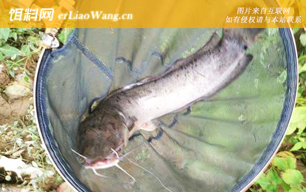 钓鲶鱼:注意事项