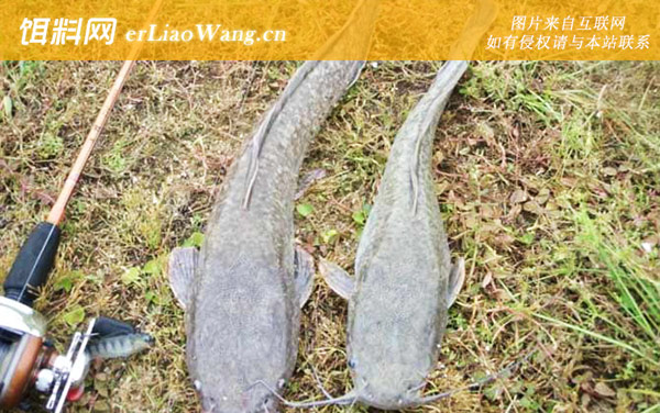 钓鲶鱼:注意事项