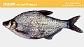 《鳊鱼的品种及图片大全》封面图
