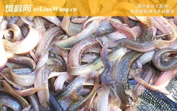 常见淡水鱼类名称及图片大全-泥鳅(鱼鳅鳅鱼)
