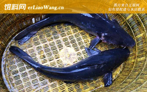 罗非鱼:长吻鮠(江团清江鱼)