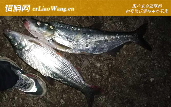 光倒刺鲃:翘嘴红鲌(翘嘴)