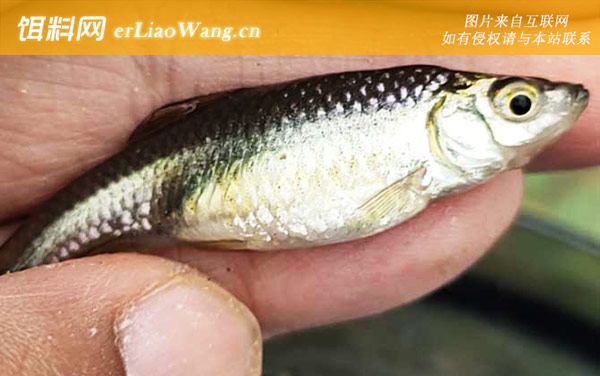 鳜鱼:麦穗鱼(食蚊鱼)