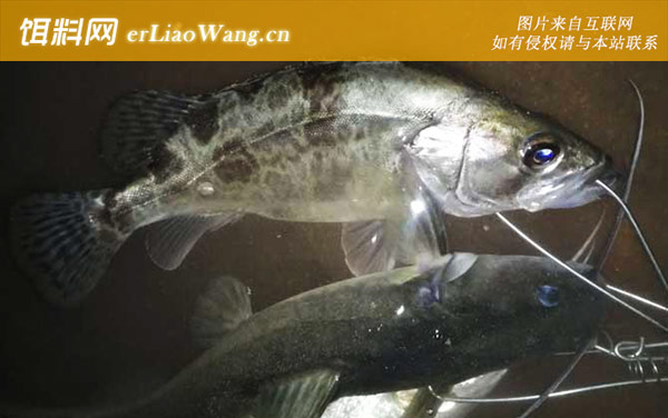 常见淡水鱼类名称及图片大全-鳜鱼(桂鱼桂鱼)