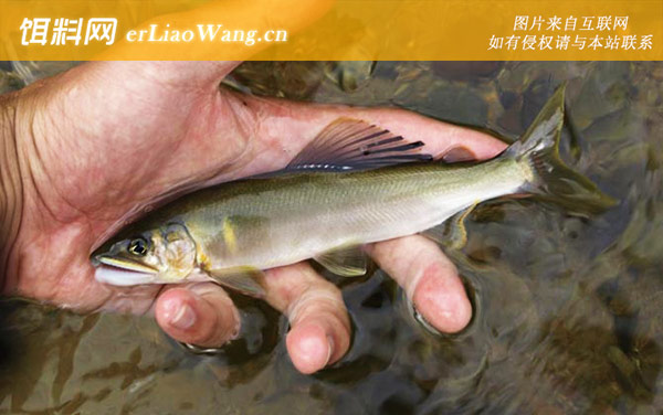 鲂鱼:香鱼(香油鱼瓜鱼)