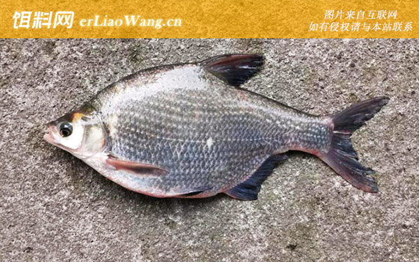 鳟鱼:鲂鱼(三角鳊武昌鱼)