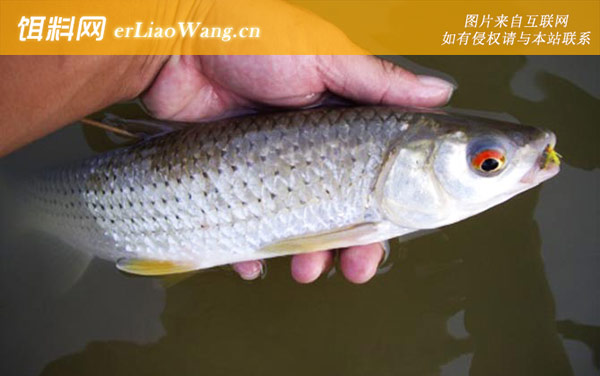 黄鳝:鳟鱼(赤眼鳟红眼鱼)