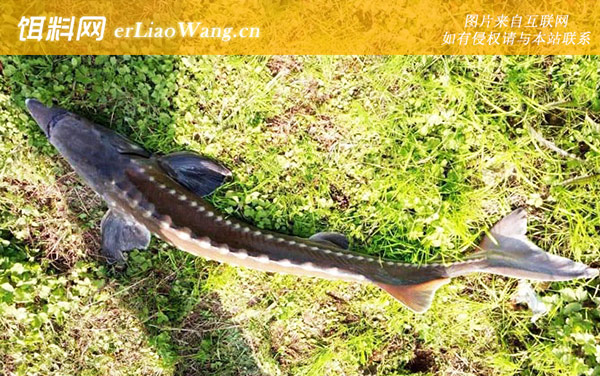 细鳞鱼:鲟鱼(中华鲟鳇鱼)