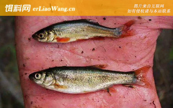 鳤鱼:细鳞鱼(细鳞鲑)