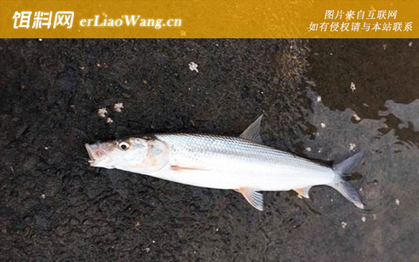 胭脂鱼:鳤鱼(刁子麦秆刁)