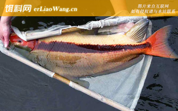 鳑鲏:胭脂鱼(火烧鳊紫鳊)