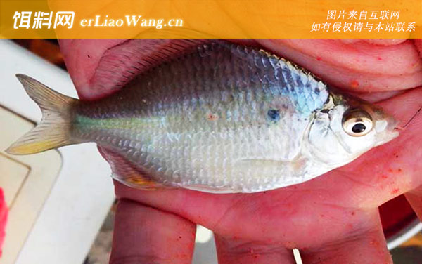 鳑鲏:鳑鲏(四方皮镜鱼)