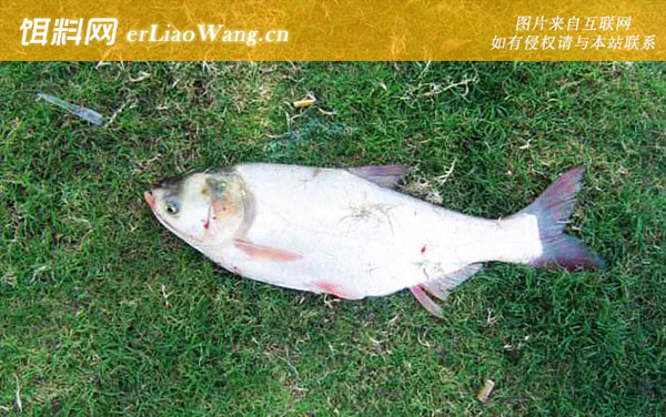 常见淡水鱼类名称及图片大全-鲢鱼(白鲢水鲢)