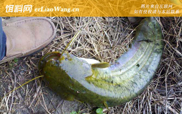 常见淡水鱼类名称及图片大全-鲶鱼(塘鲺胡子鲶)