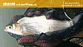 鳊鱼和鲫鱼有什么区别？