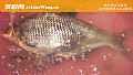 为什么鳊鱼比鲫鱼便宜？