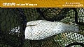 鲮鱼和鳊鱼有什么区别？